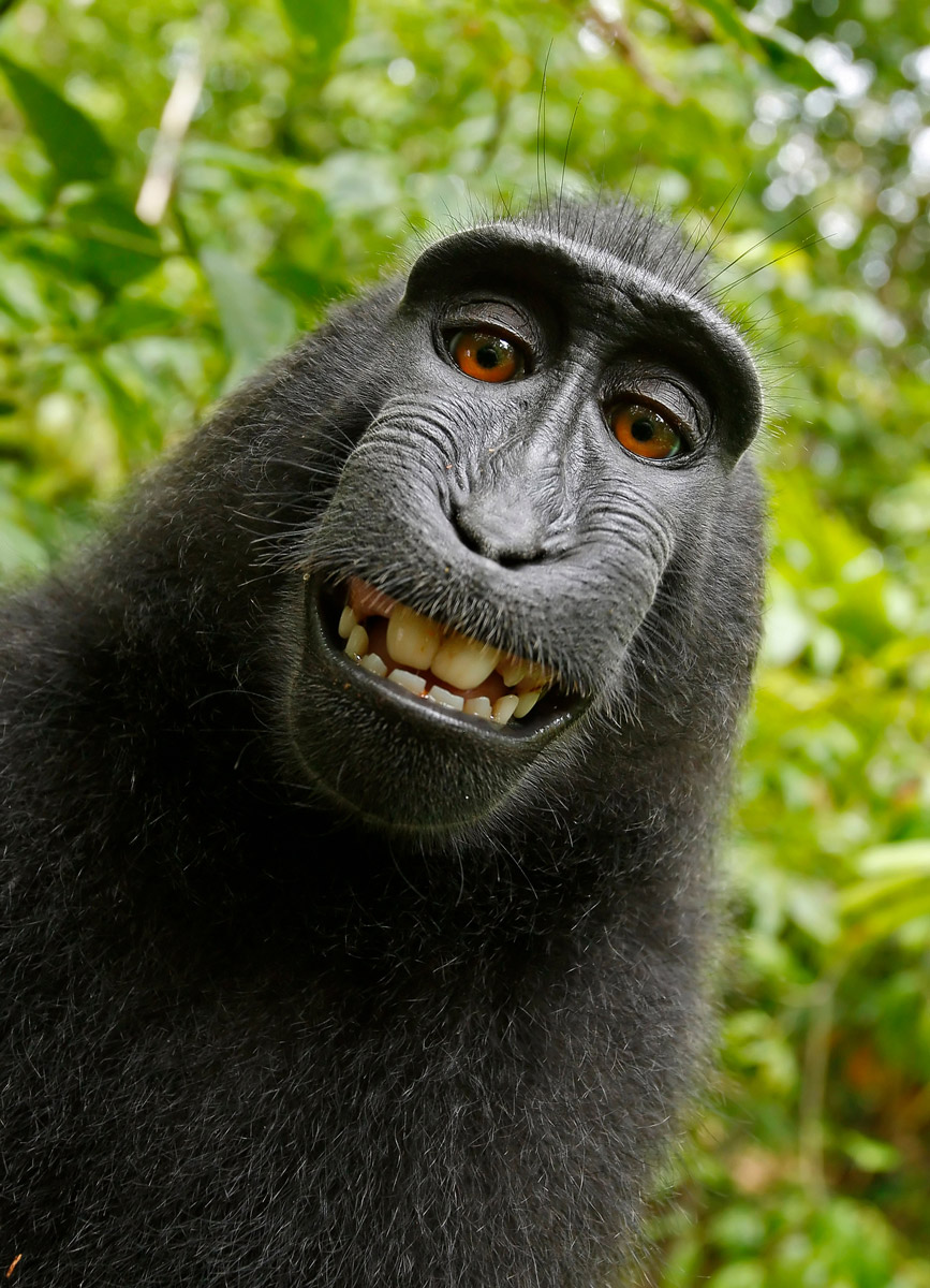 Self-portrait photograph of a macaque monkey taken.